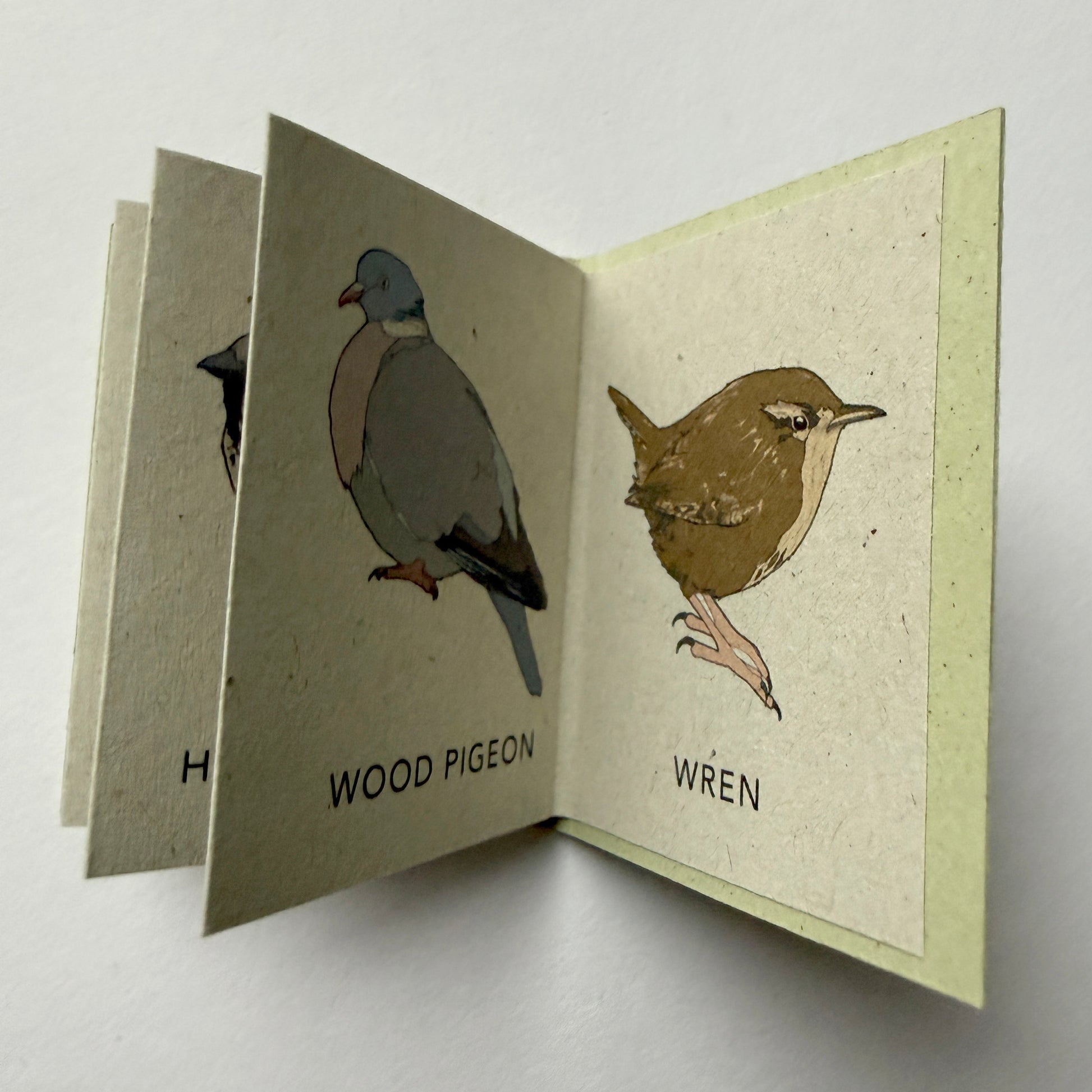 Open tiny book with illustrations of a wood pigeon and a wren .
