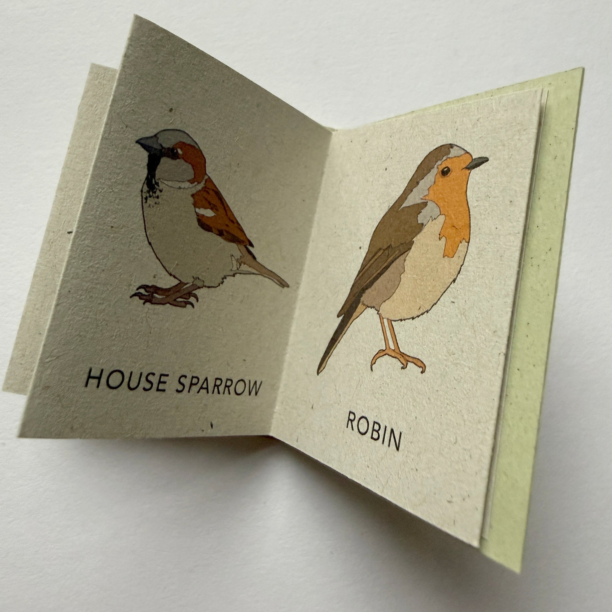 mini book with illustrations of a house sparrow and a robin hand drawn