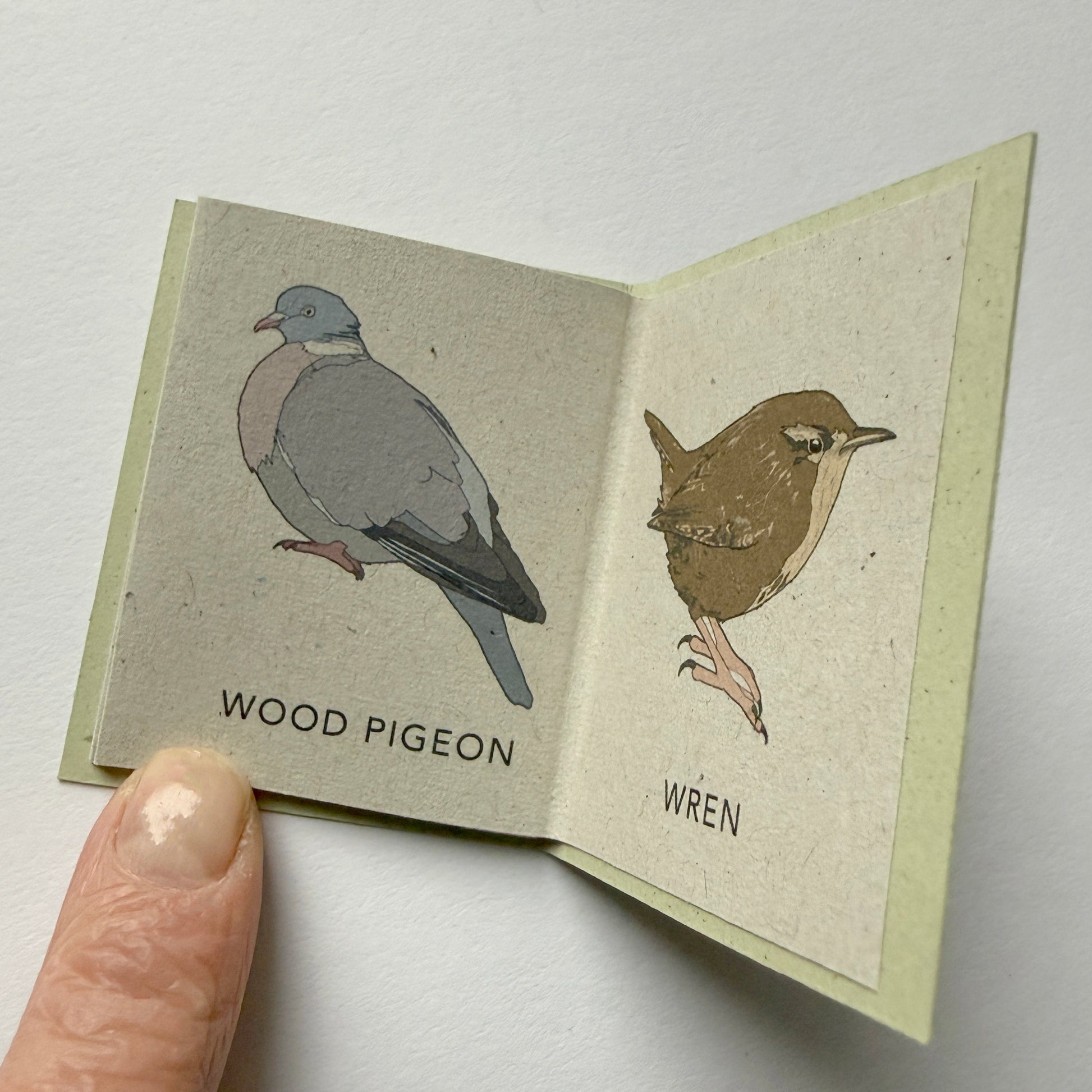 Small open book with illustrations of a wood pigeon and a wren, held by a finger showing miniature size