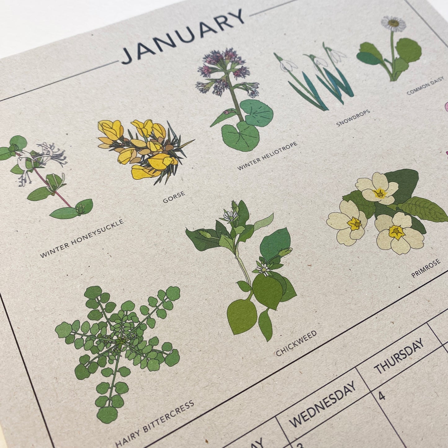 2024 Illustrated Wall Calendar