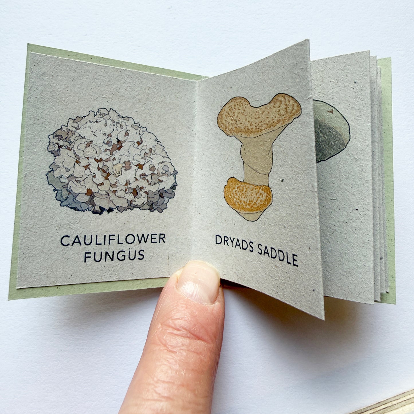 Tiny Book of Wild Mushrooms - mini book pages with  illustrations of mushrooms
