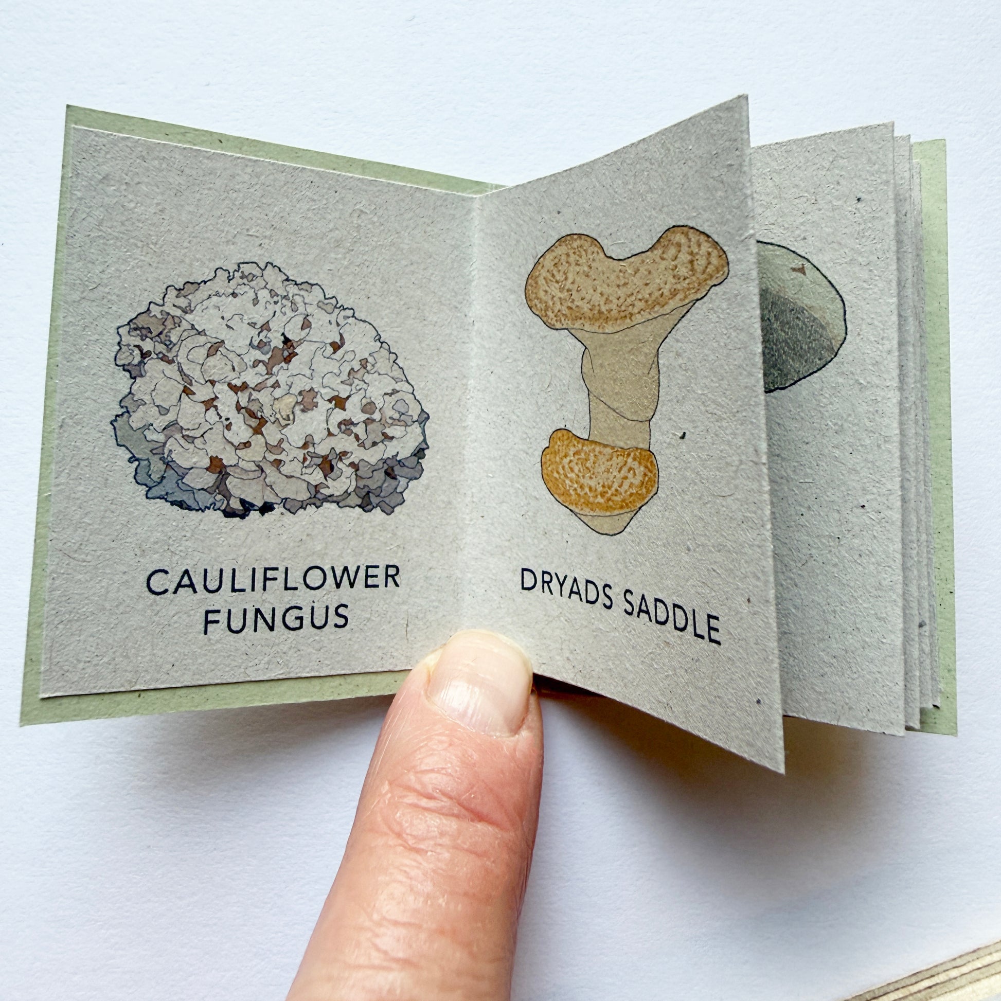 Tiny Book of Wild Mushrooms - mini book pages with  illustrations of mushrooms
