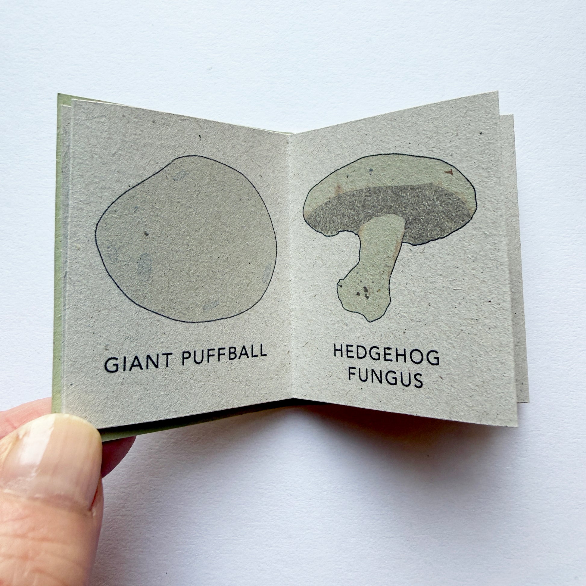 inside pages of Tiny Book of Wild Mushrooms - Kate broughton