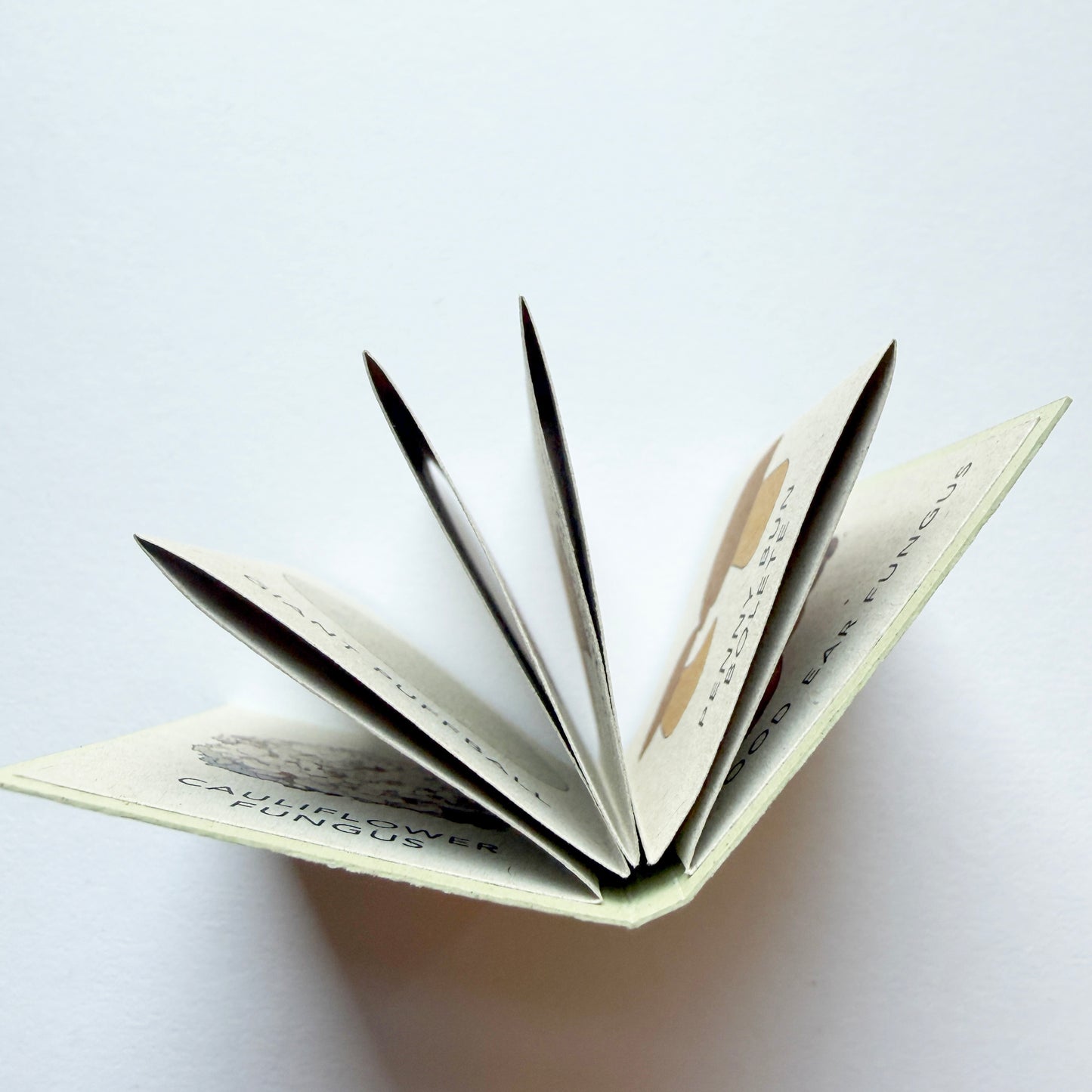 Tiny Book of Wild Mushrooms - kview of top of book showing folded pages