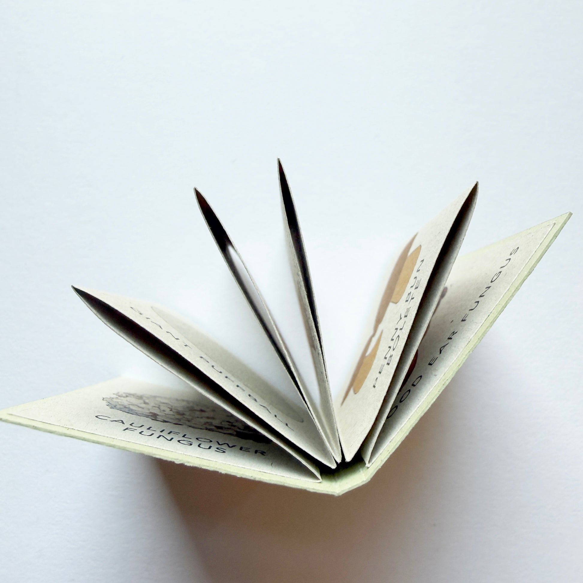 Tiny Book of Wild Mushrooms - kview of top of book showing folded pages