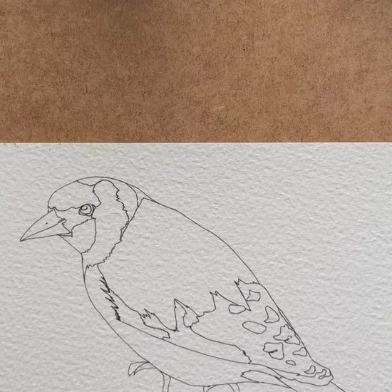 goldfinch being painted with watercolour paints