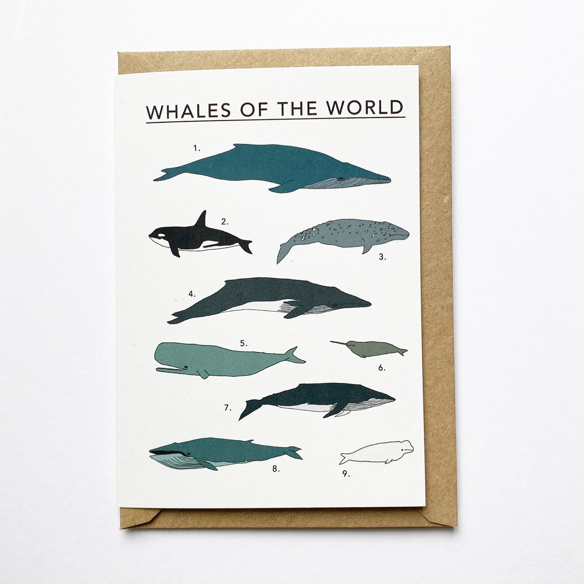 Whales of the World Illustrated Card