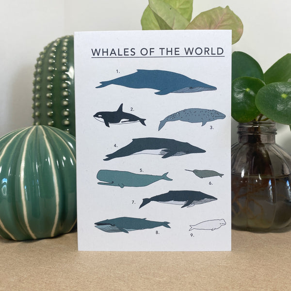 Whales of the World Illustrated Card