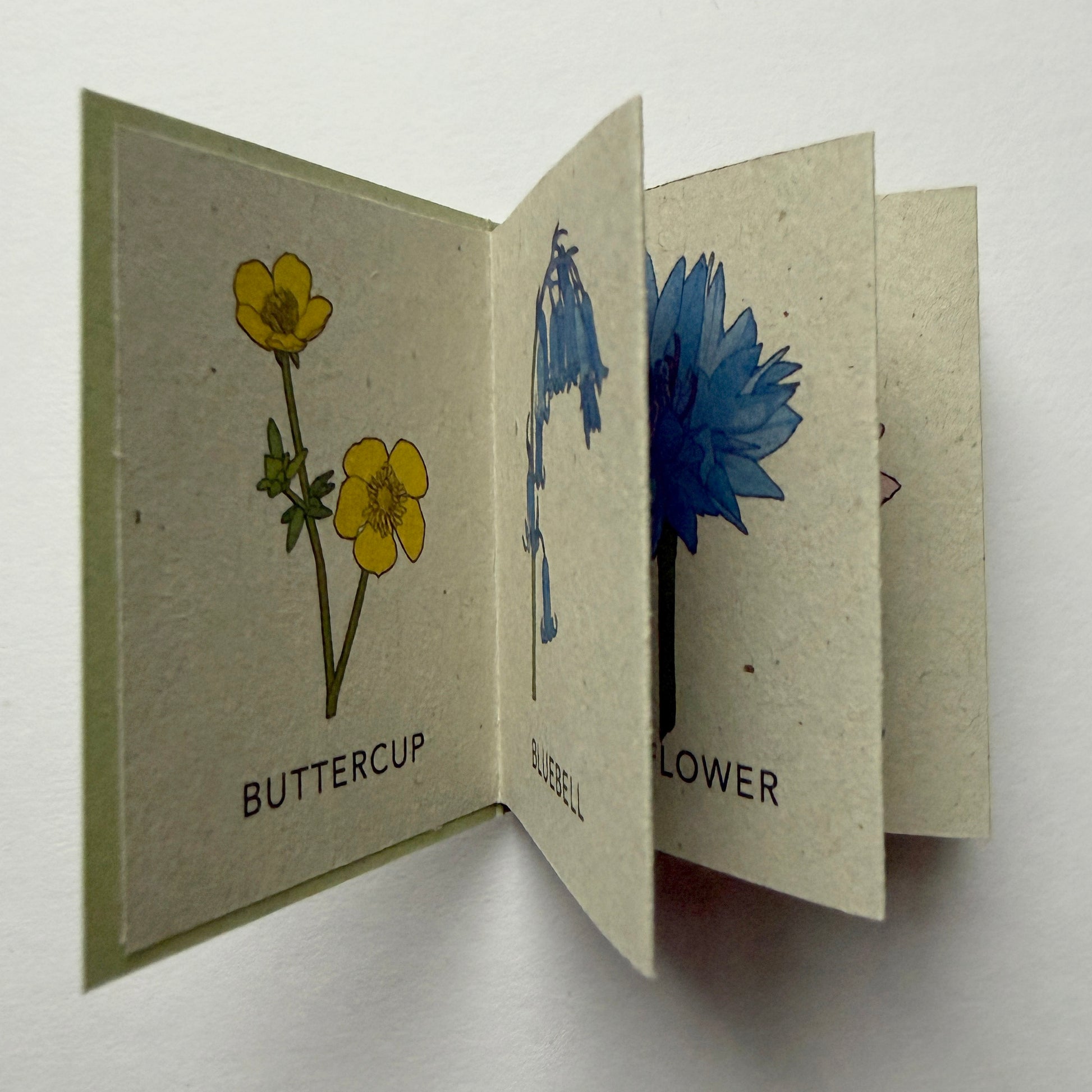 Floral mini illustration book with 'Buttercup' and 'Bluebell' 
