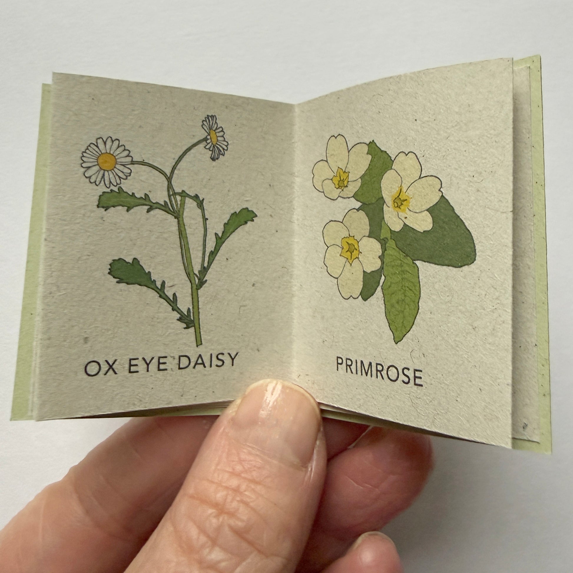 Small open book with illustrations of ox eye daisy and primrose flowers held by a hand.