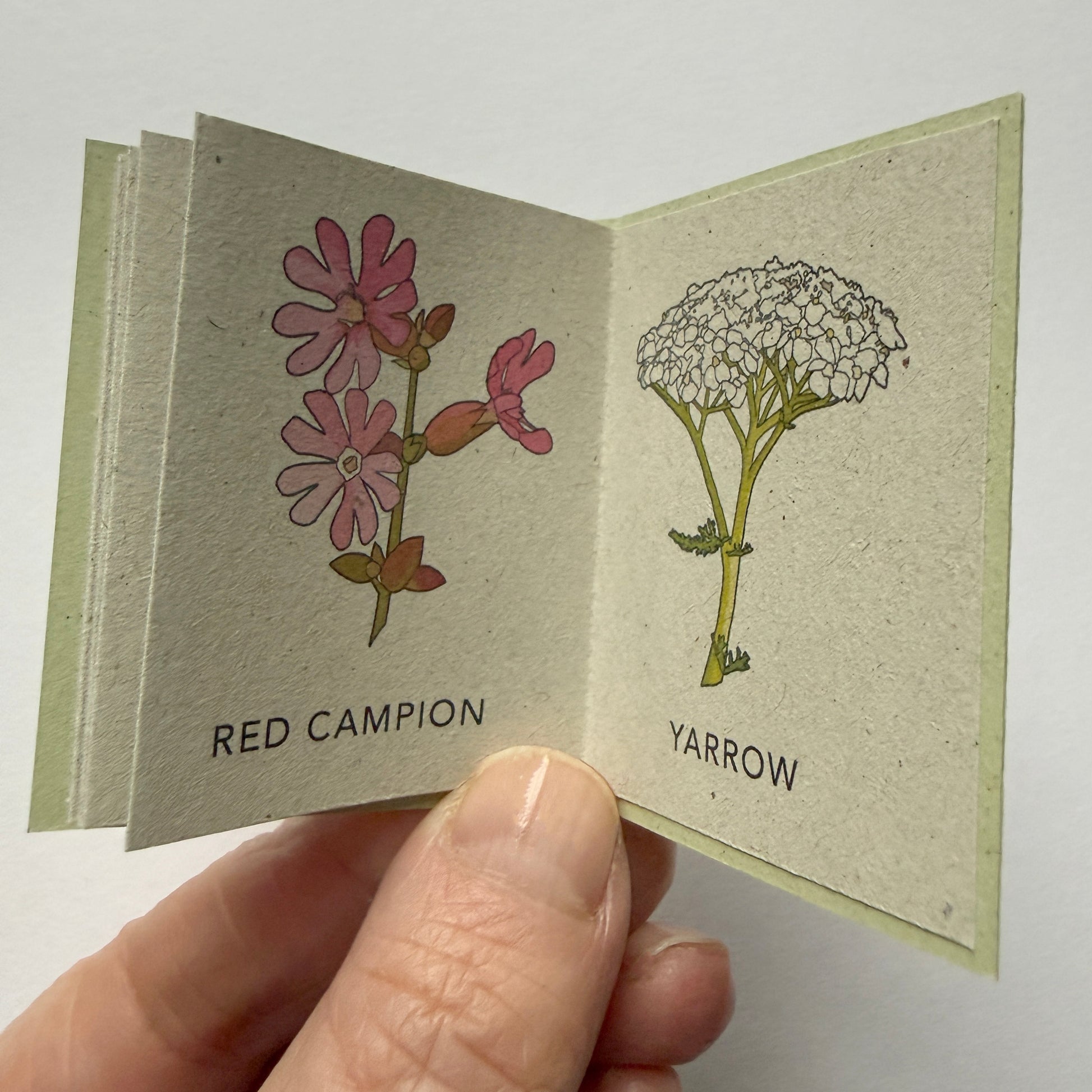 Mini open book with illustrations of Red Campion and Yarrow held by a hand against a white background