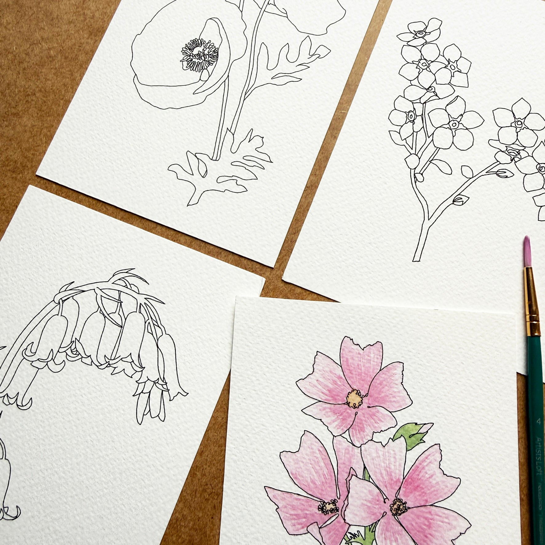 Wildflower Paint Your Own Watercolour set - katebroughton