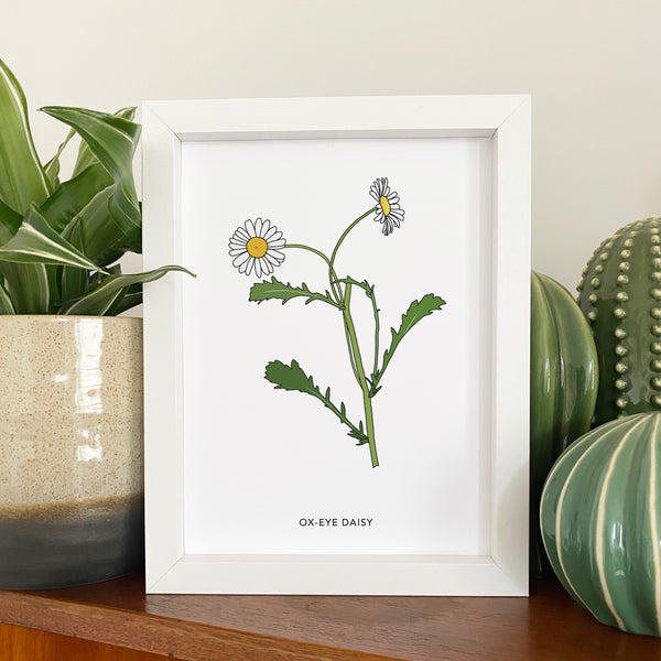 Ox-eye daisy wildflower print