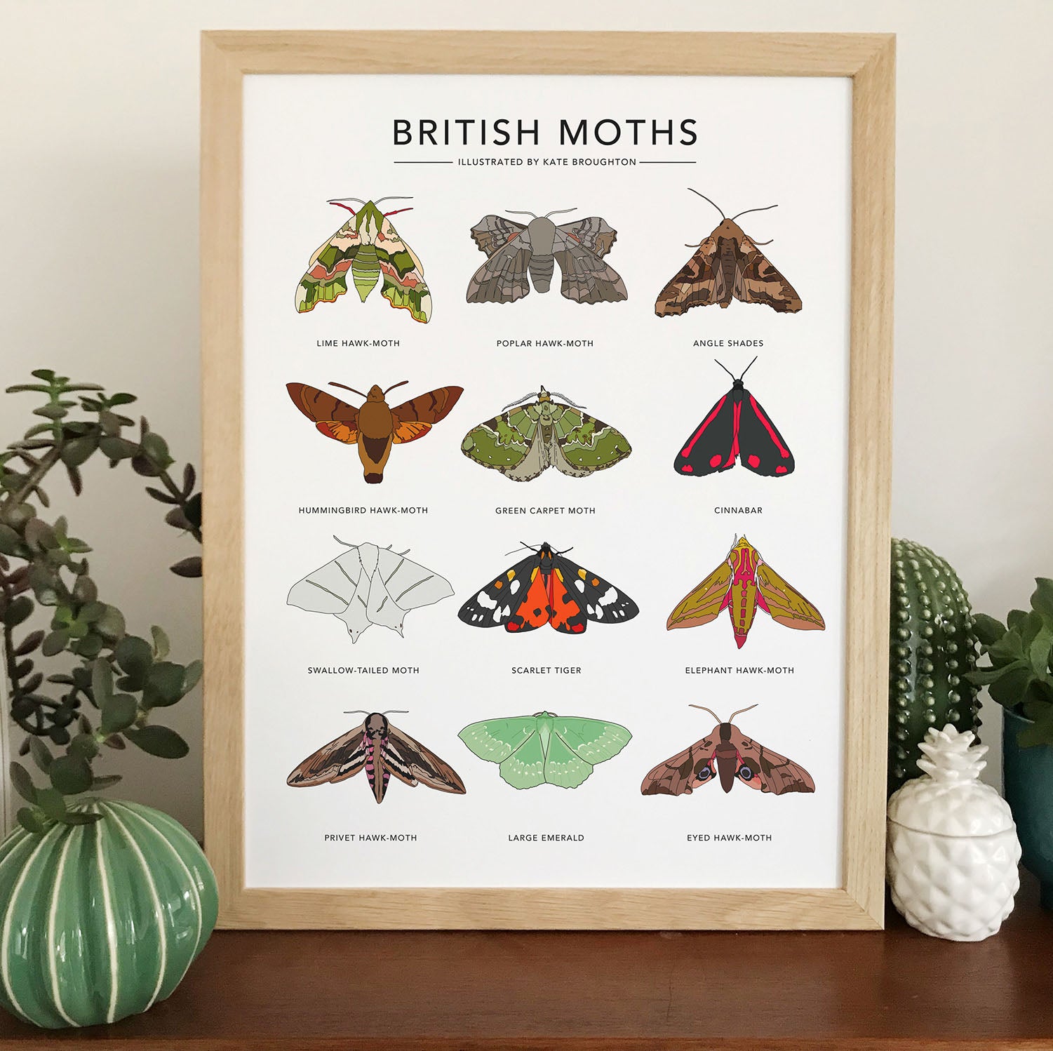 British Moths Print