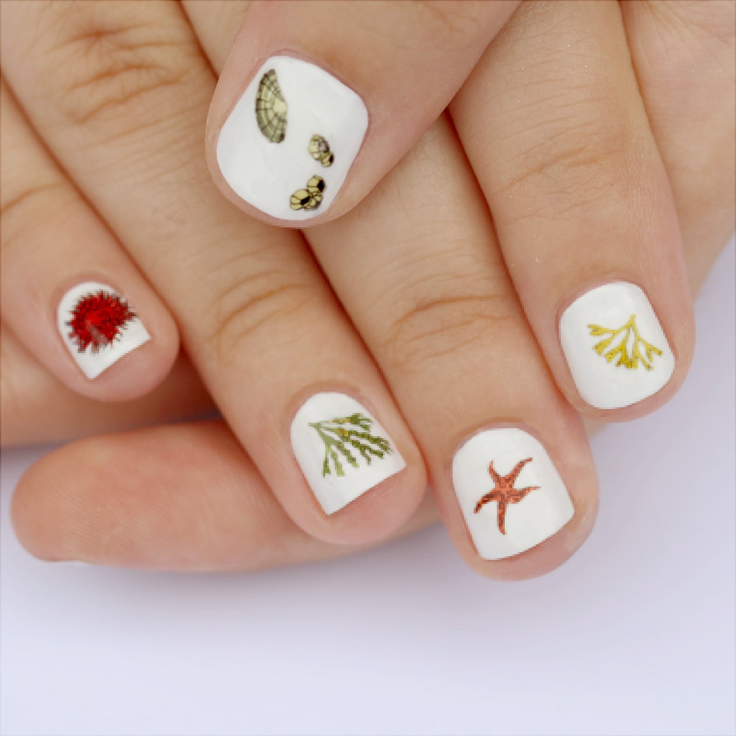 Beachcombing Nail Art Transfers