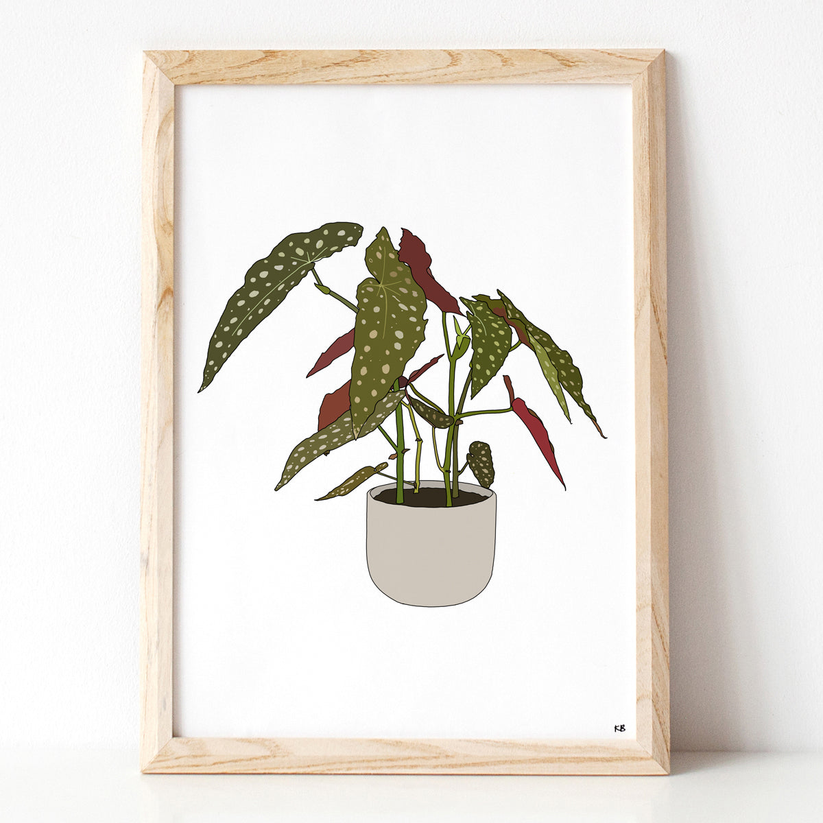 Begonia Maculata Plant Print - katebroughton