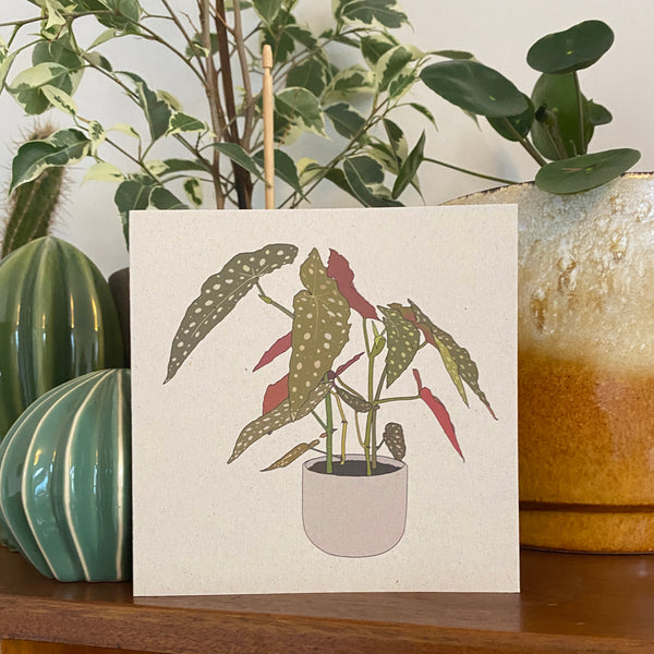 Begonia Maculata Houseplant Card