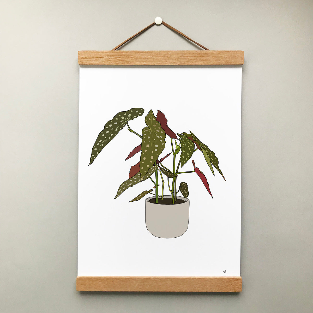Begonia Maculata Plant Print - katebroughton