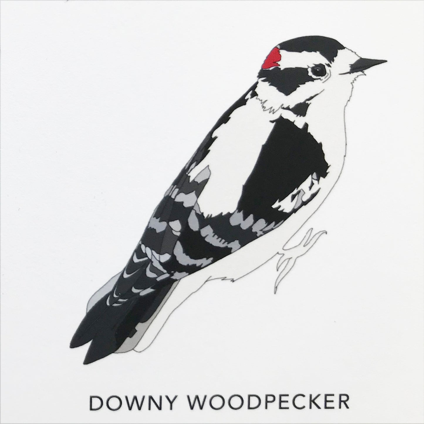 Birds of North America Print