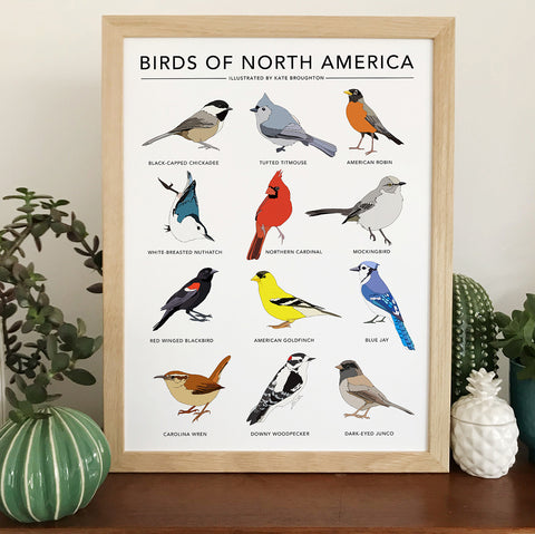 Birds of North America Print