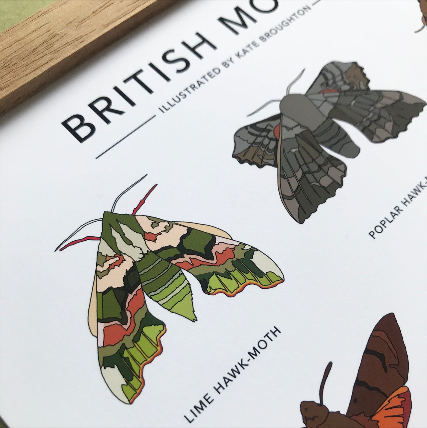 British Moths Print - katebroughton