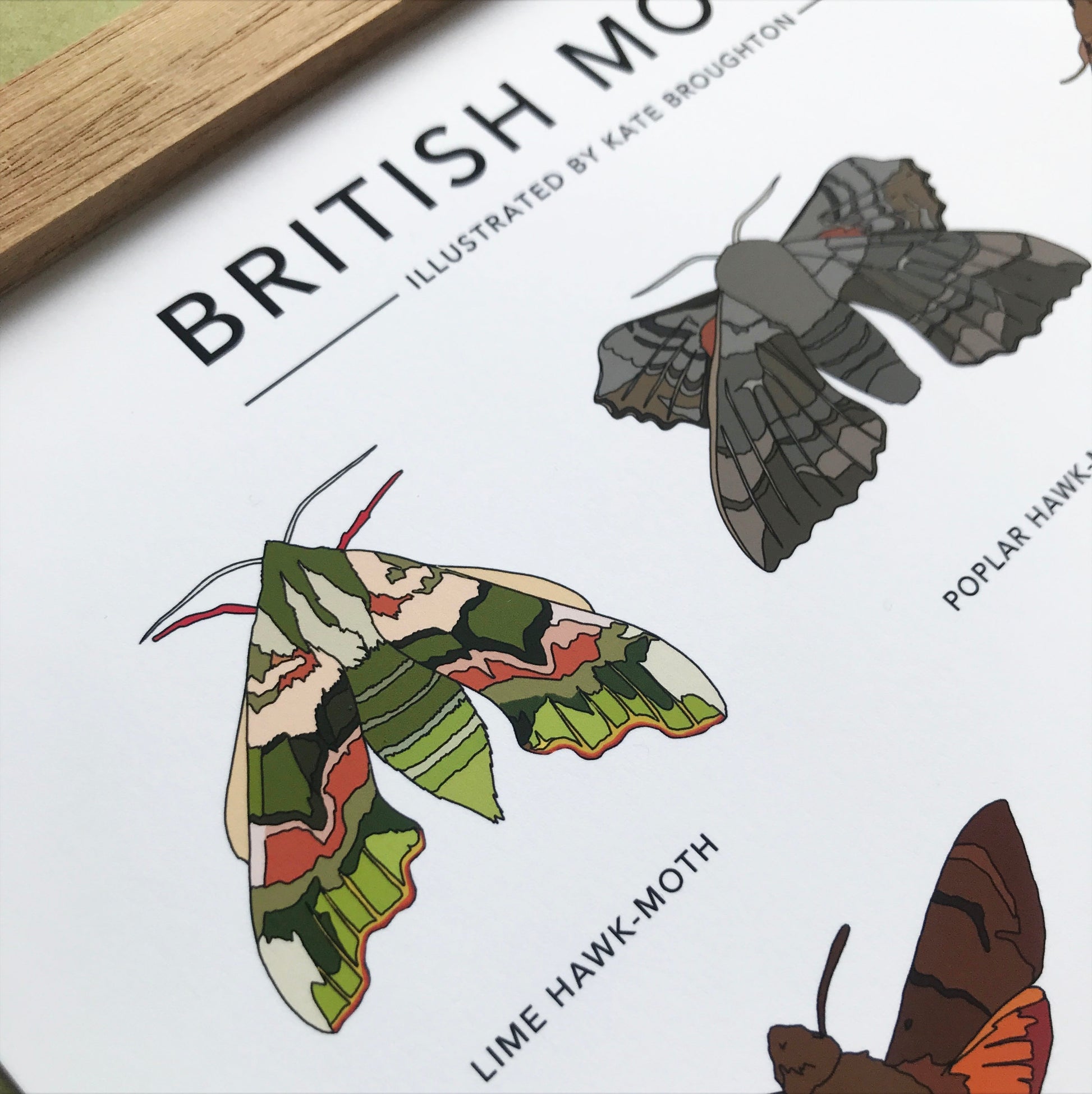 British Moths Print - katebroughton
