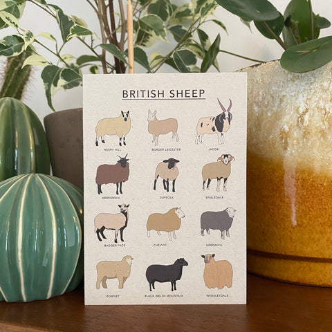 British Sheep Illustrated Card
