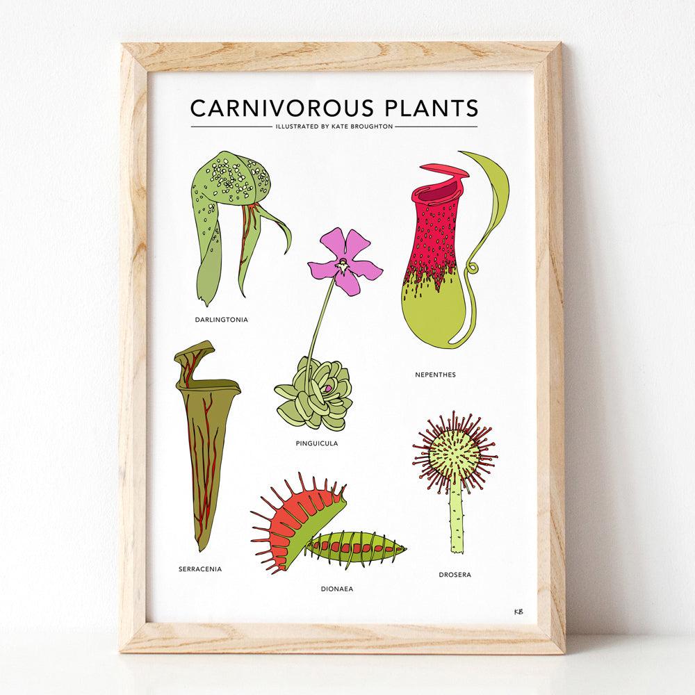 Carnivorous Plants Print - katebroughton