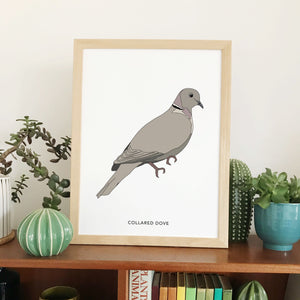 Collared Dove bird print