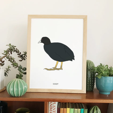 Coot bird print