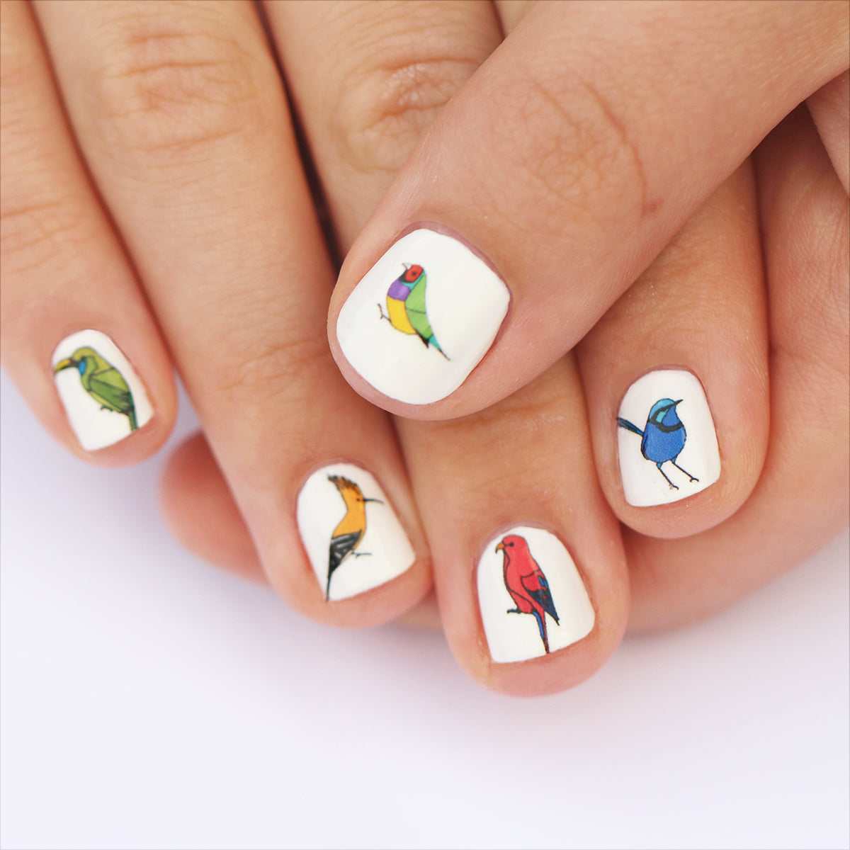 Exotic Bird Nail Art Transfers - katebroughton