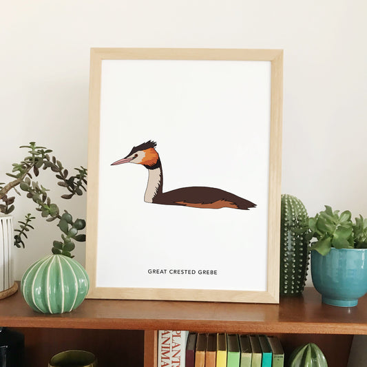 Great Crested Grebe bird print