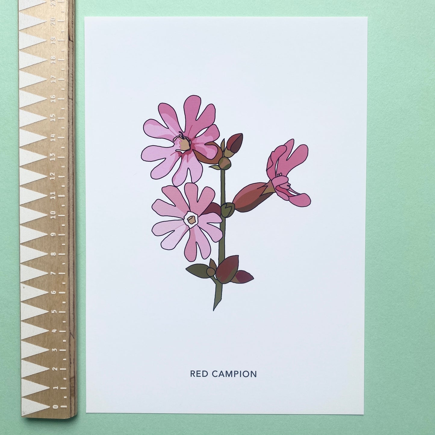 Red Campion wildflower print