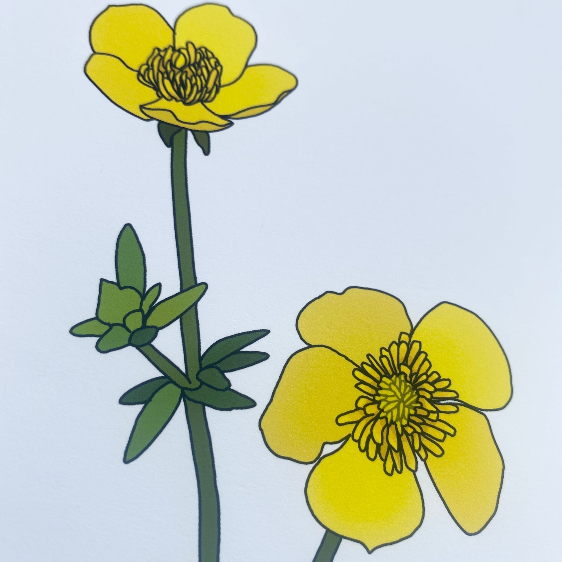 Buttercup wildflower print - katebroughton