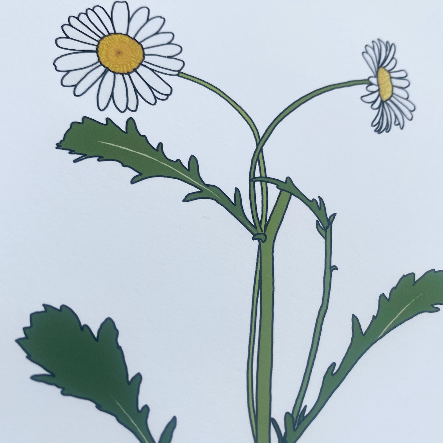 Ox-eye daisy wildflower print