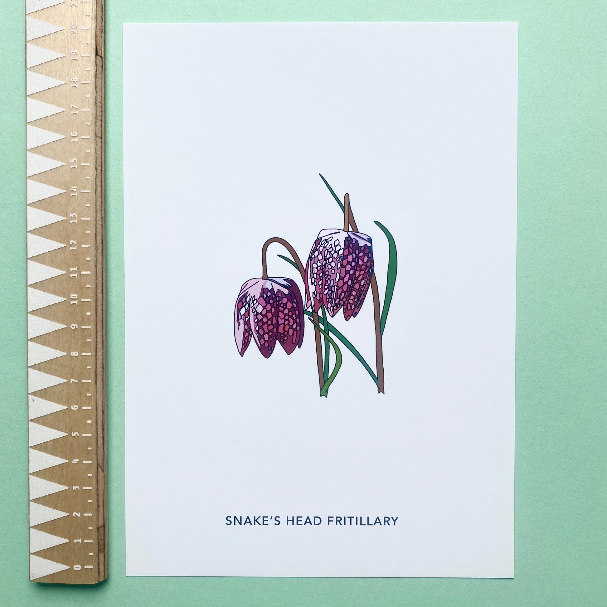 Snake's Head Fritillary wildflower print - katebroughton