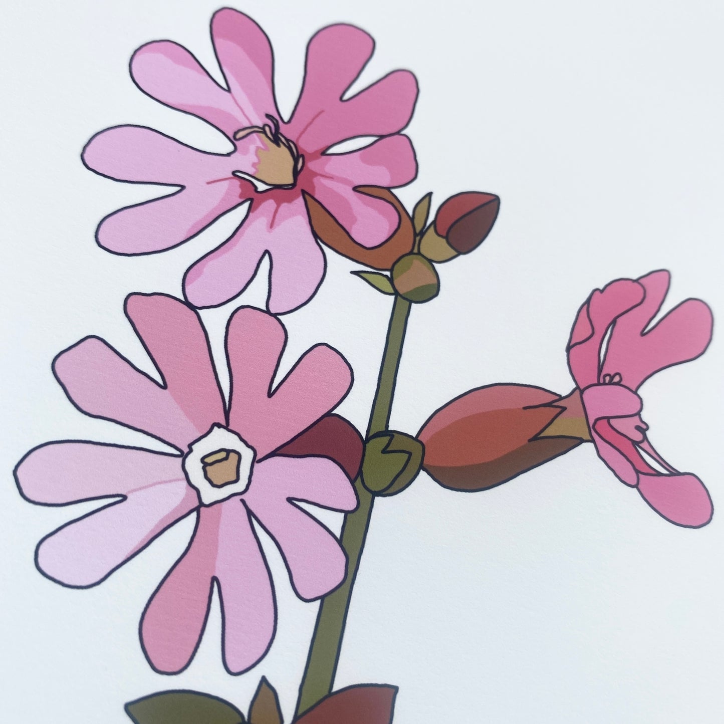 Red Campion wildflower print