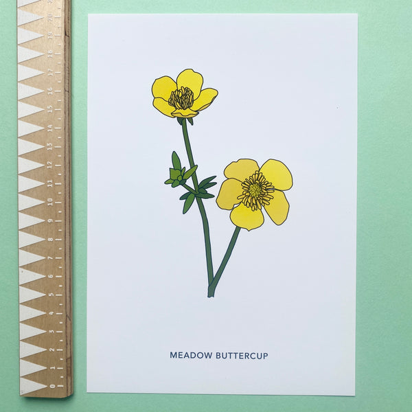 Buttercup wildflower print