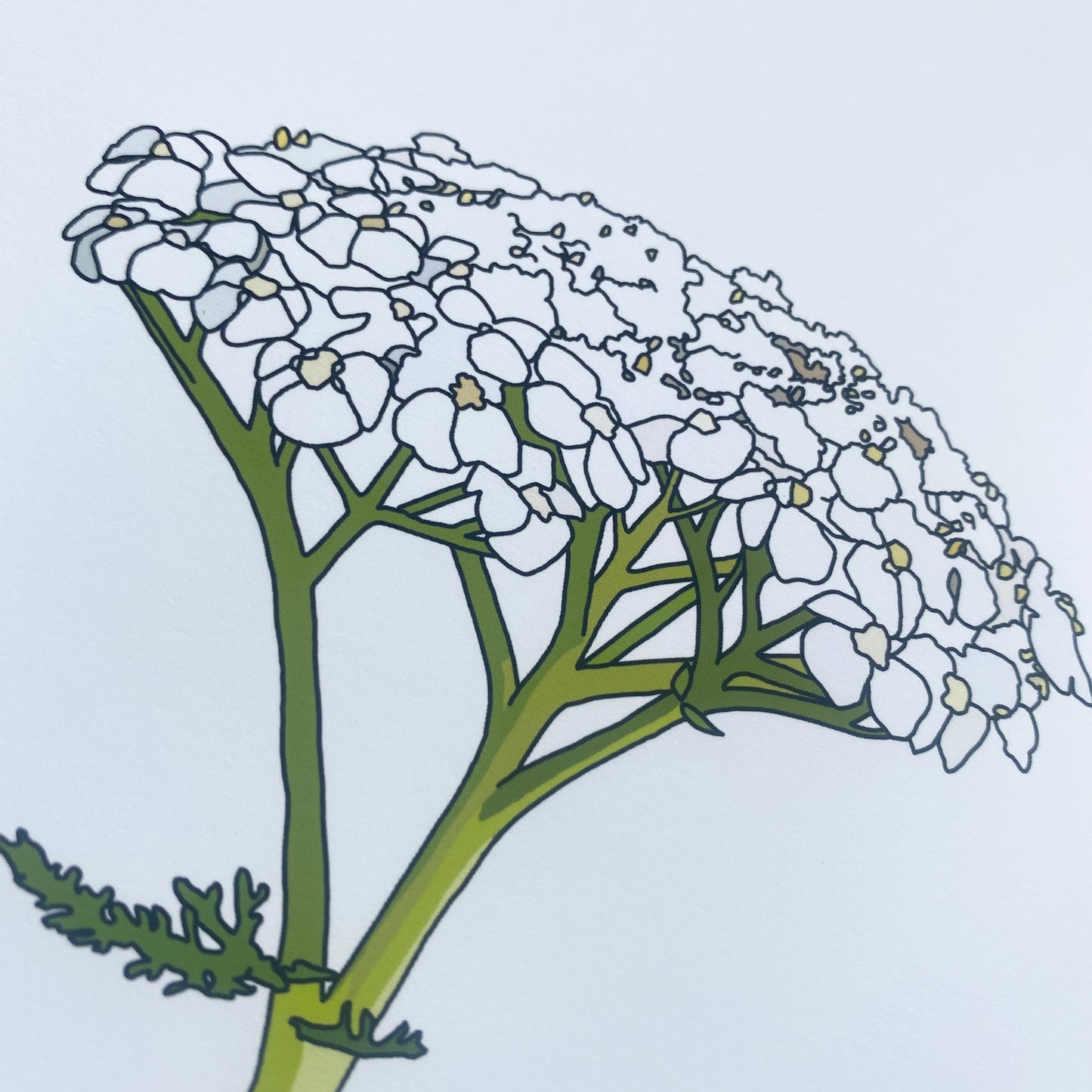 Yarrow wildflower print