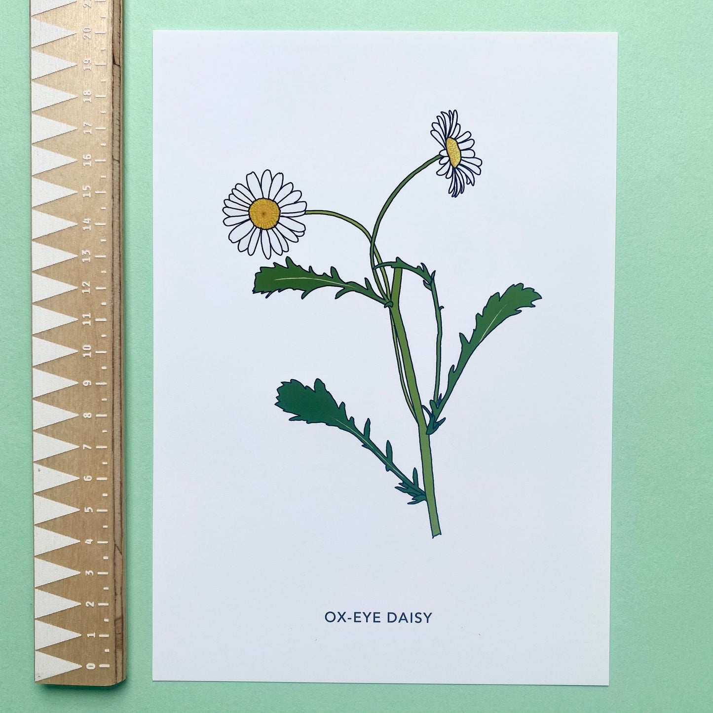 Ox-eye daisy wildflower print