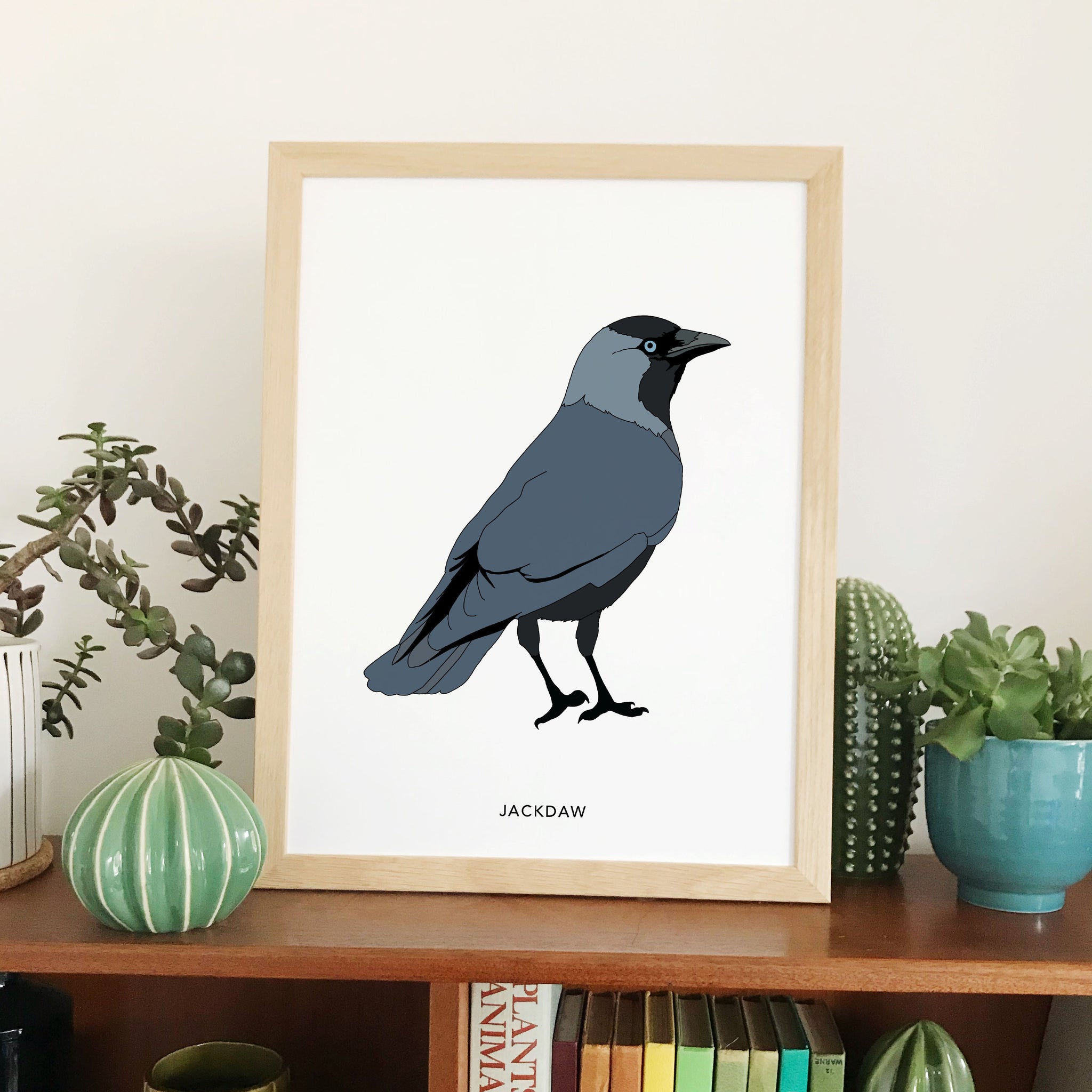 Jackdaw bird print