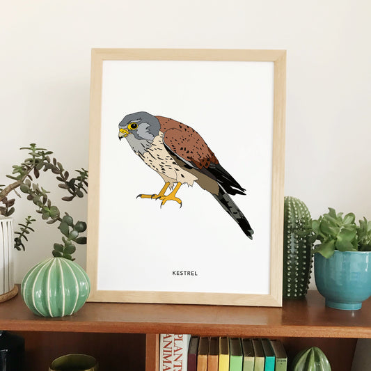 Kestrel bird print