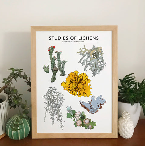 Studies Of Lichens Print