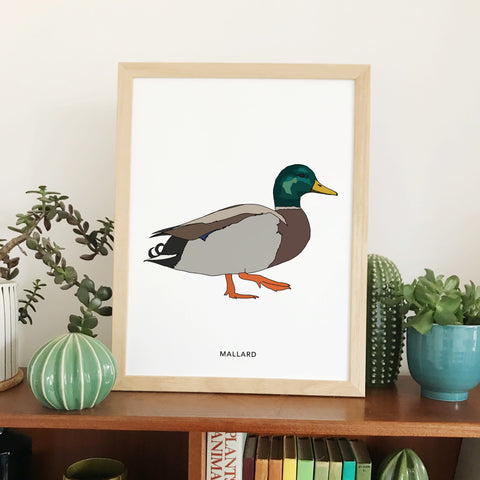 Mallard duck print