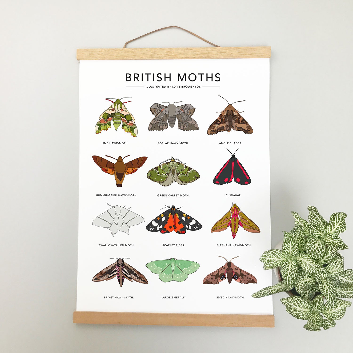 British Moths Print - katebroughton