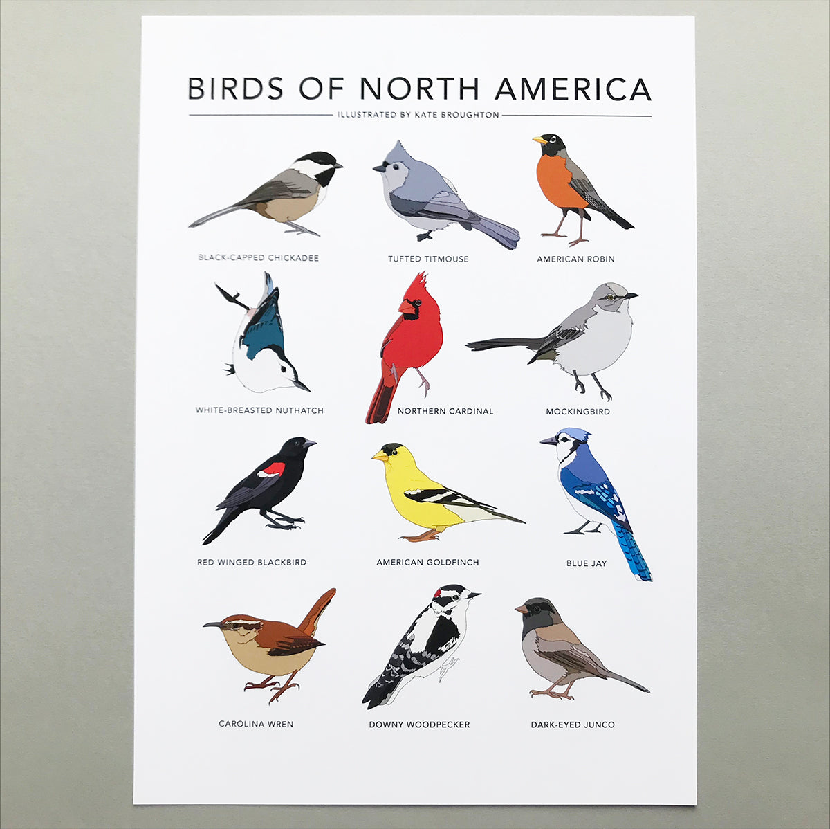 Birds of North America Print – katebroughton