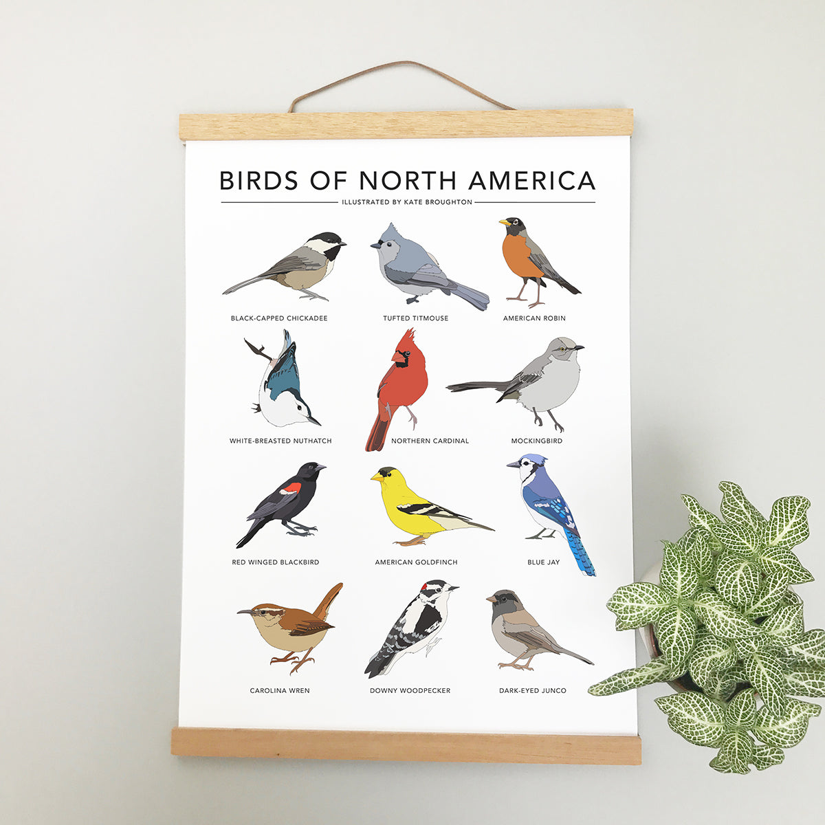 Birds of North America Print