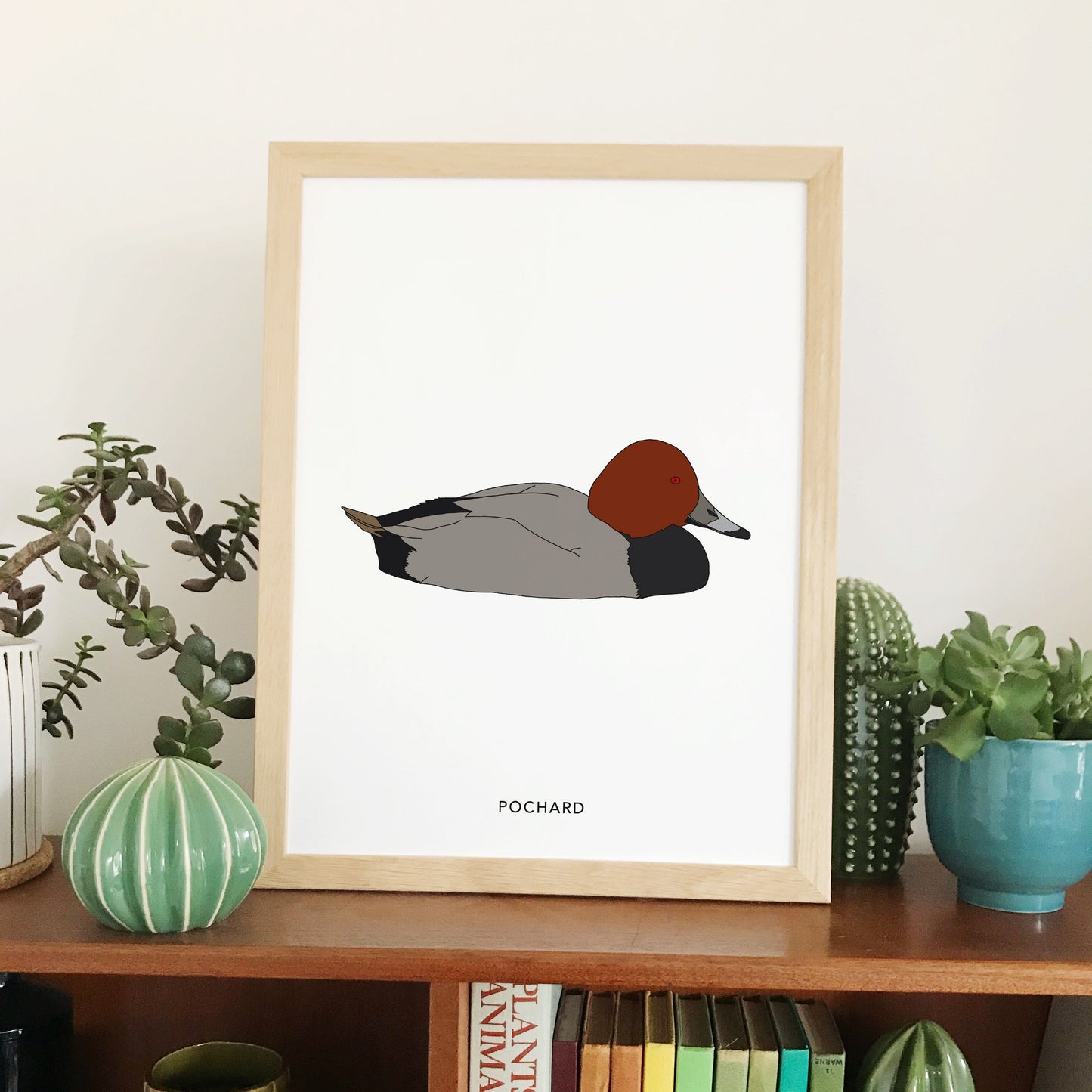 Pochard bird print - katebroughton
