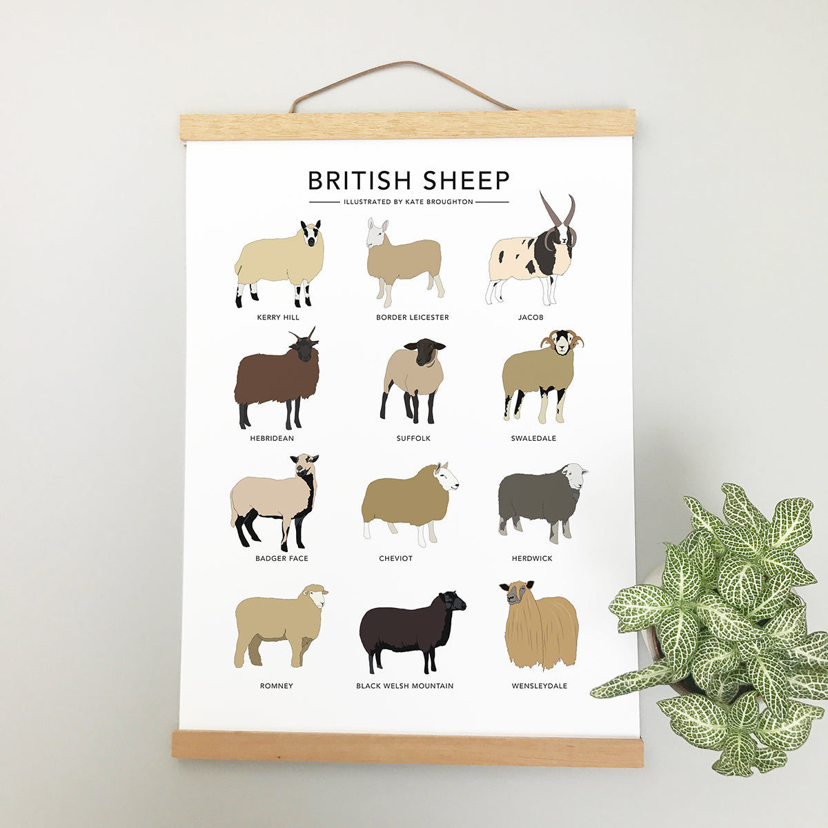 British Sheep Print - katebroughton