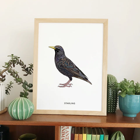 Starling bird print